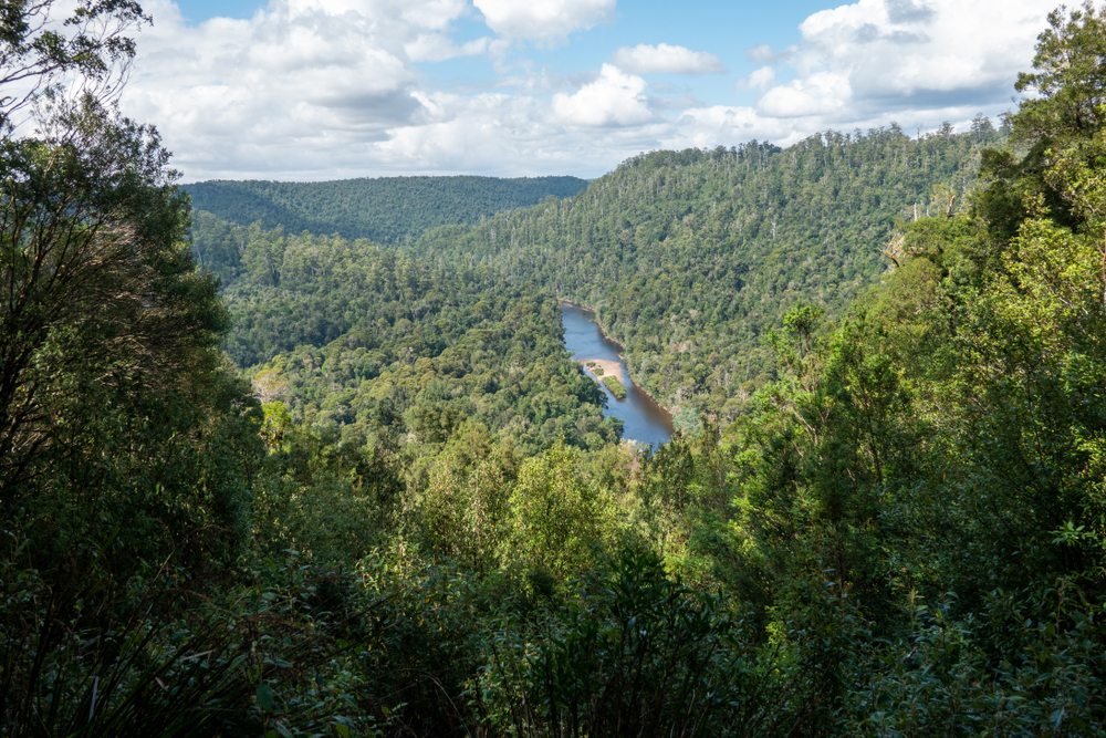 FORESTA TASMANIA AUSTRALIA DISBOSCAMENTO DEFORESTAZIONE