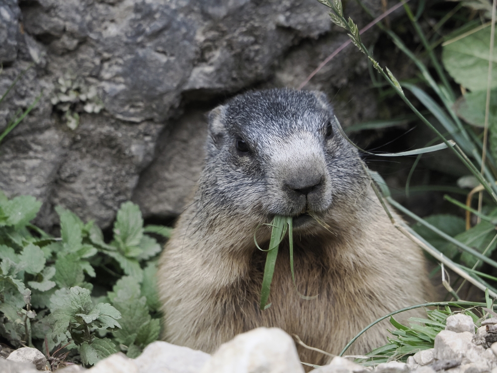 MARMOTTA CANADA GIORNO DELLA MARMOTTA