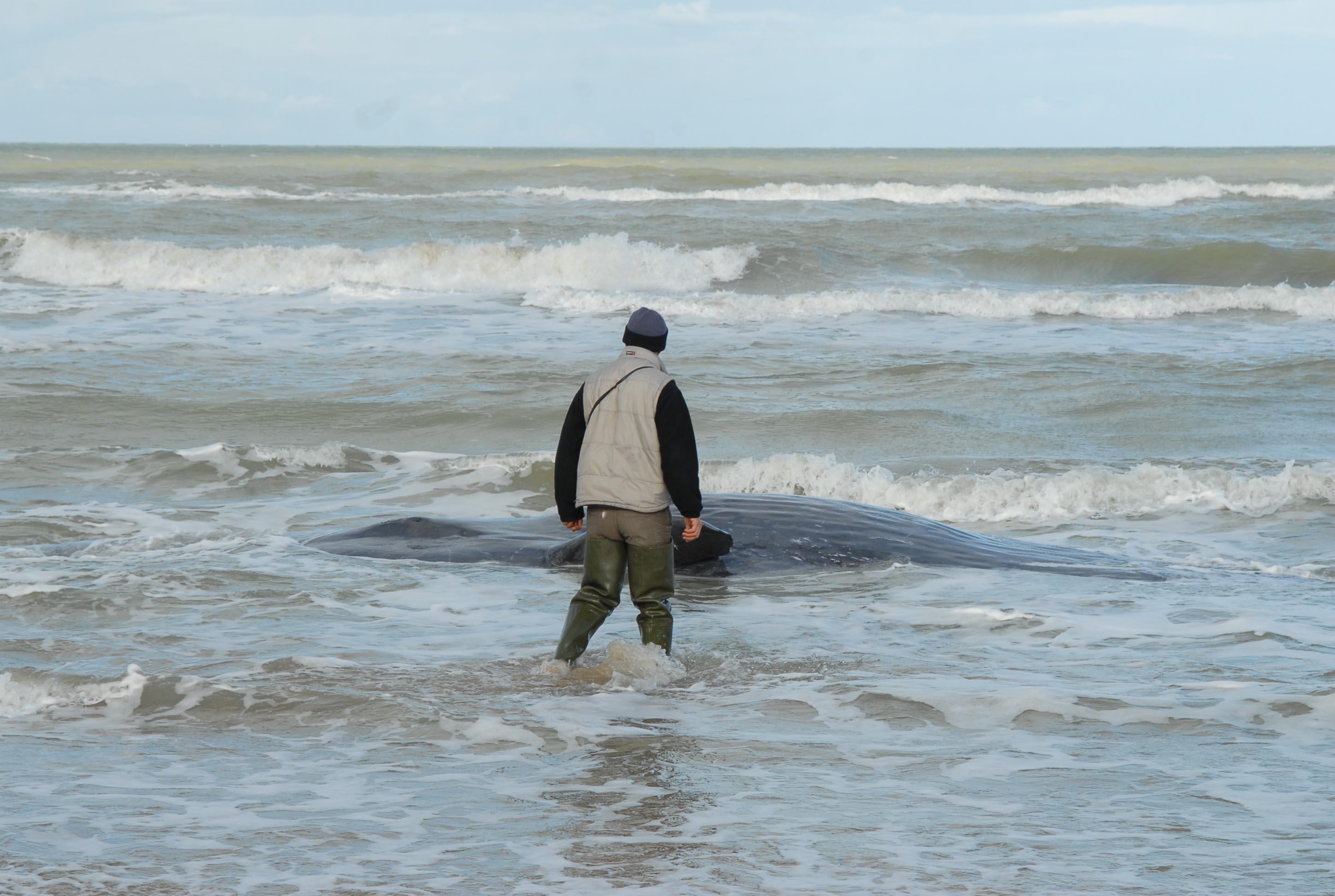 balene spiaggiate