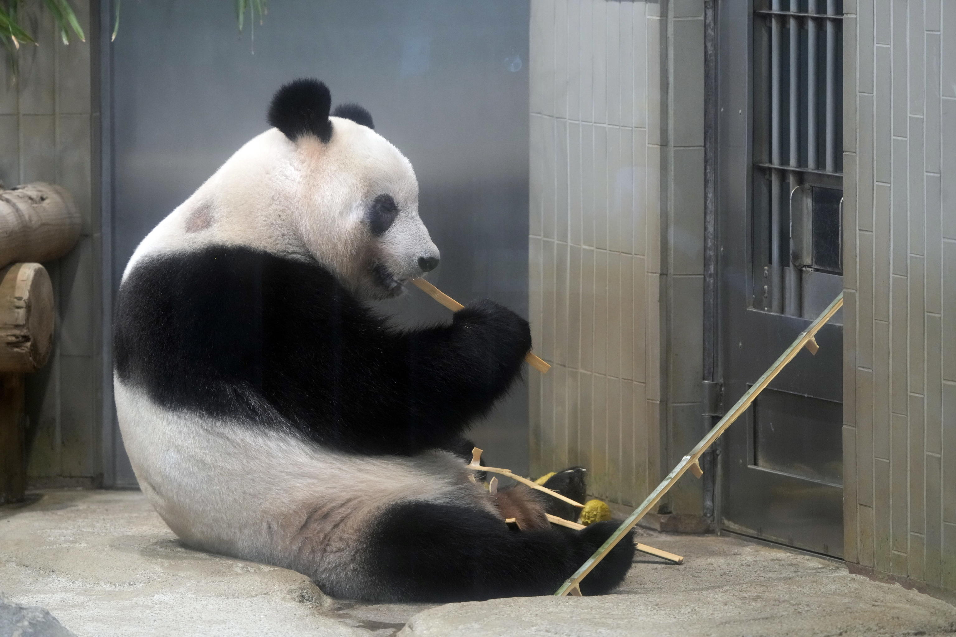 panda