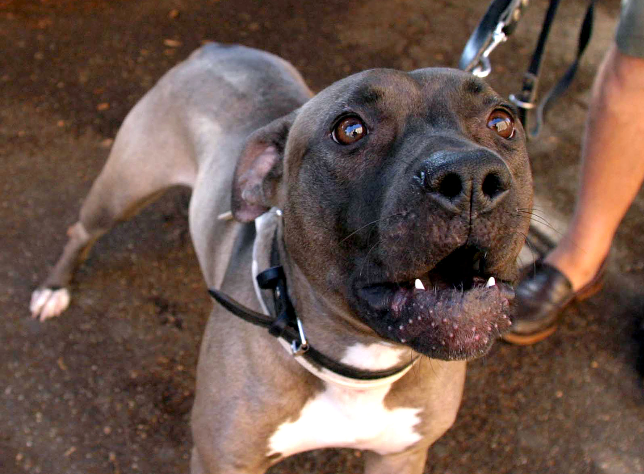 pitbull