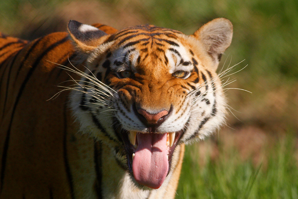 TIGRE ESCOBAR