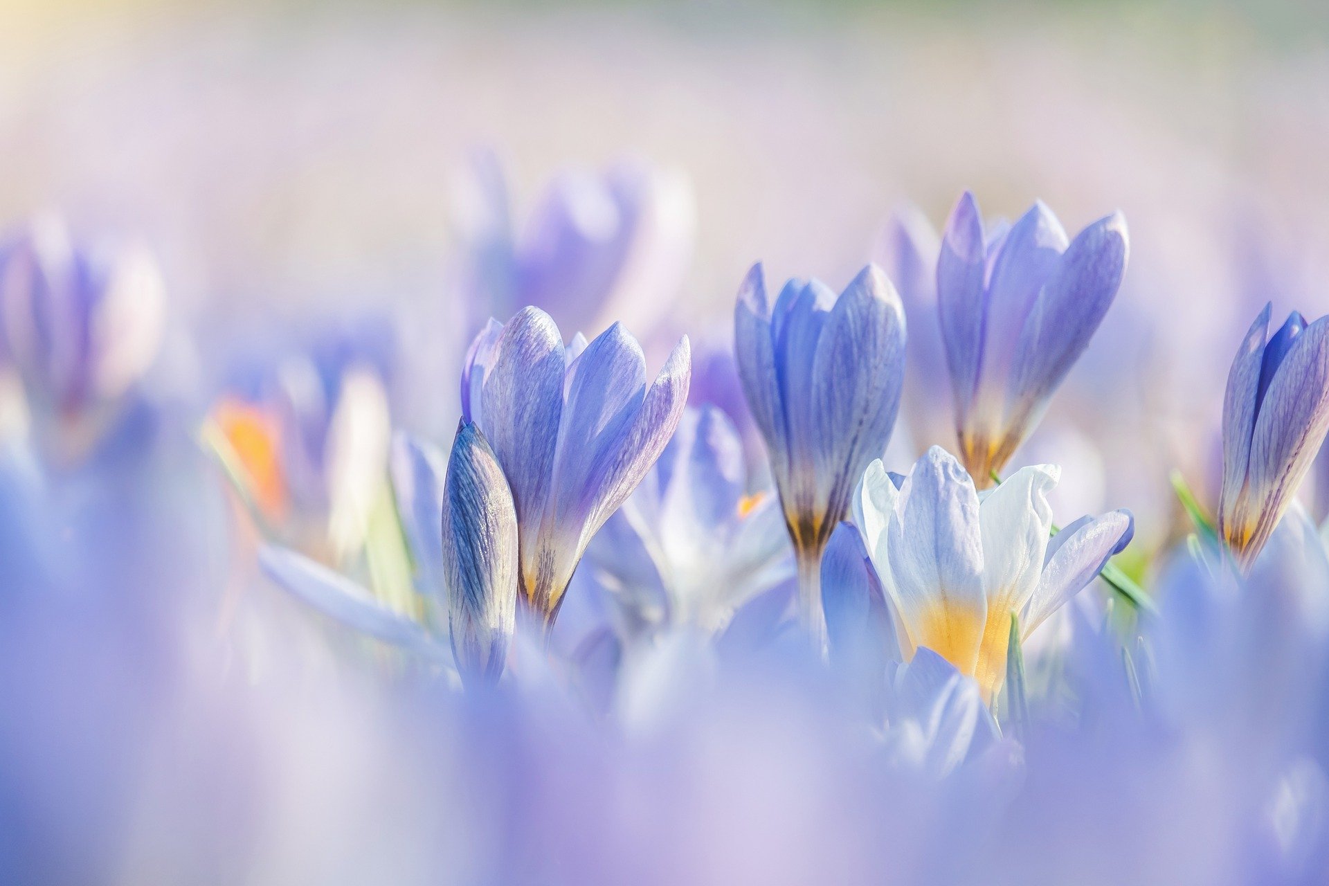 fiori