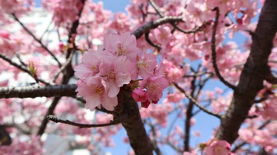 hanami ciliegi