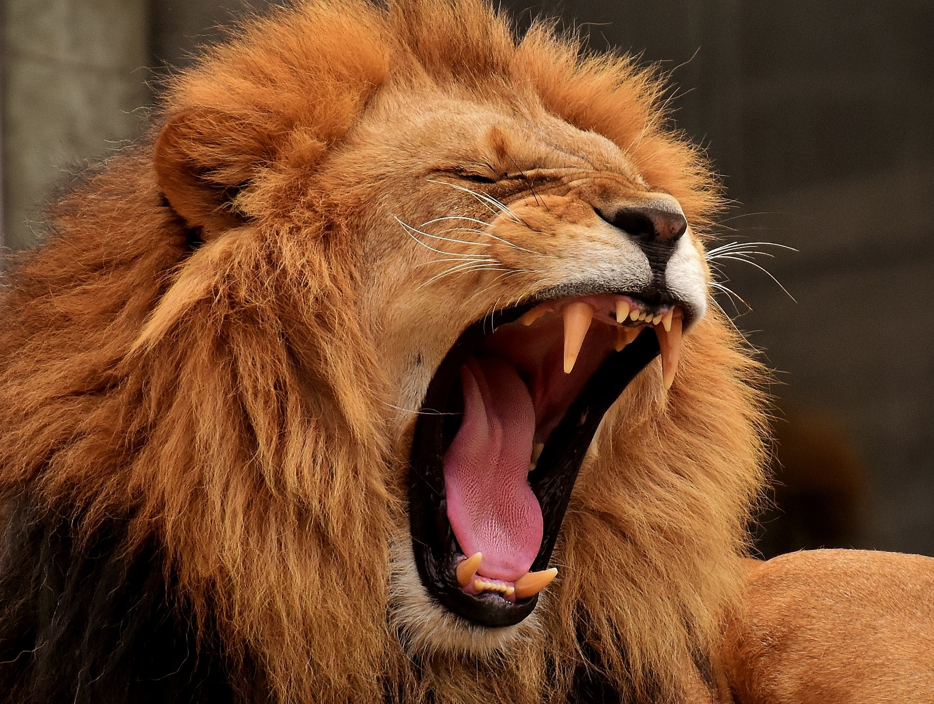 leone