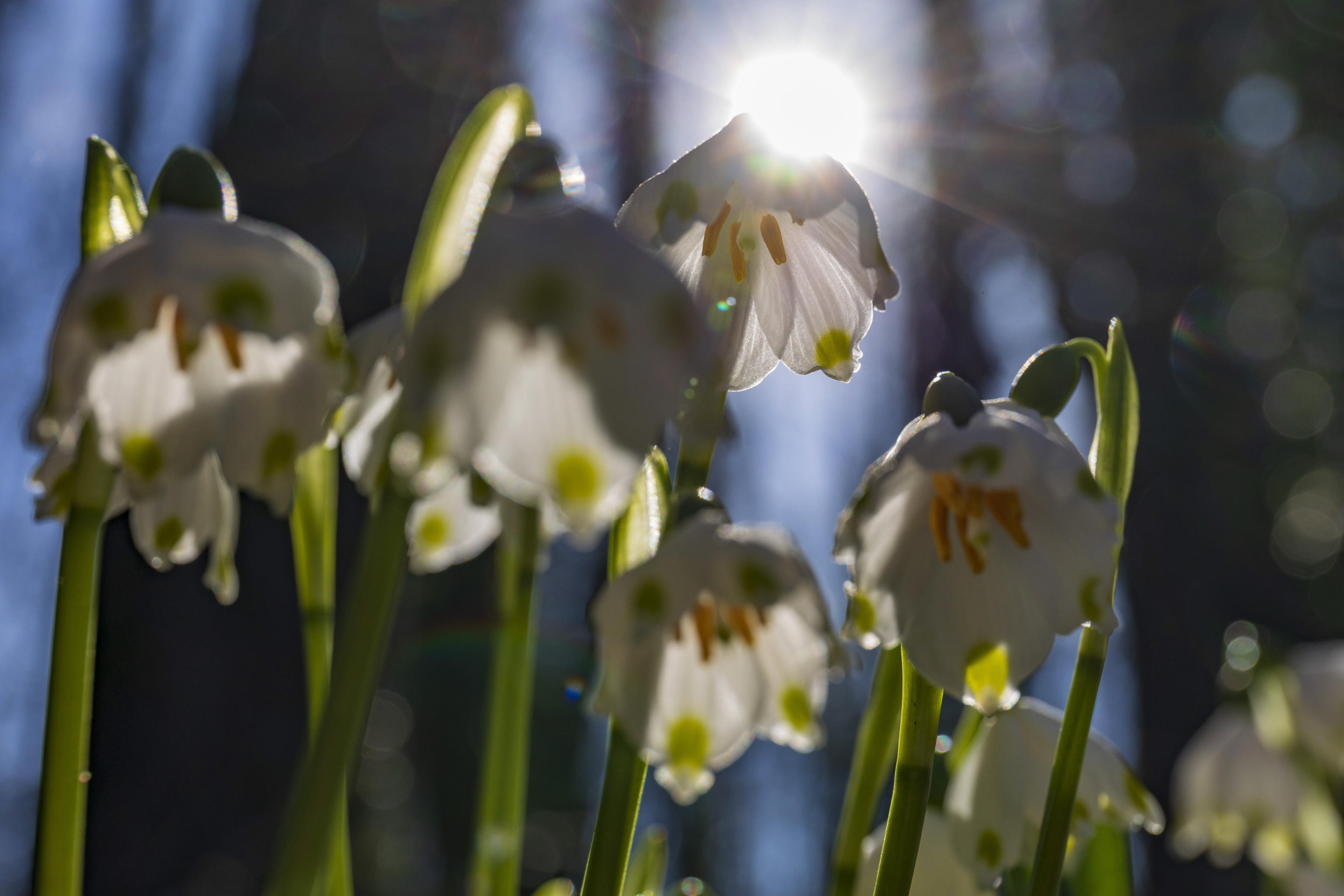 primavera