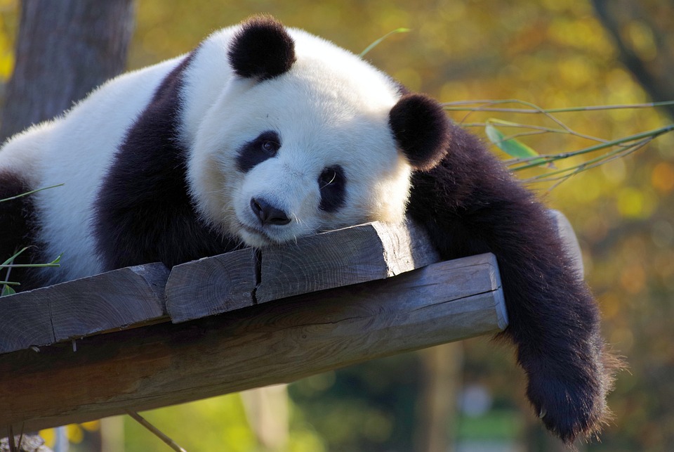 PANDA