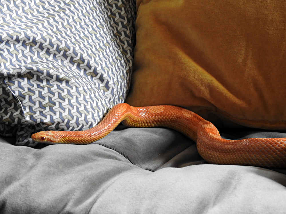 SERPENTE DIVANO
