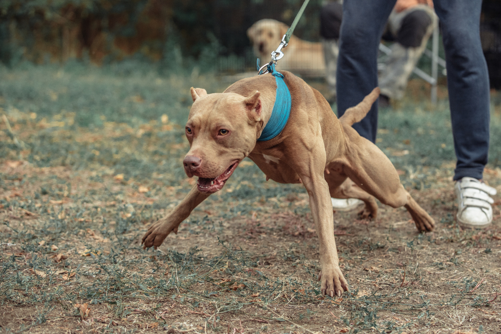 PITBULL