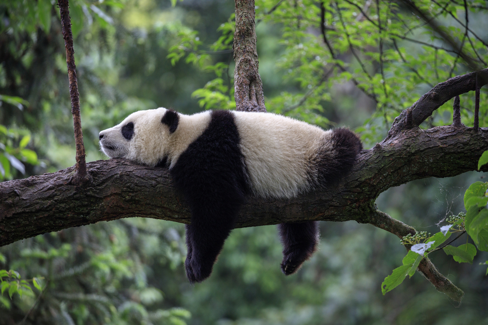 PANDA WILDLIFE