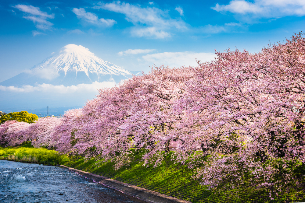 sakura
