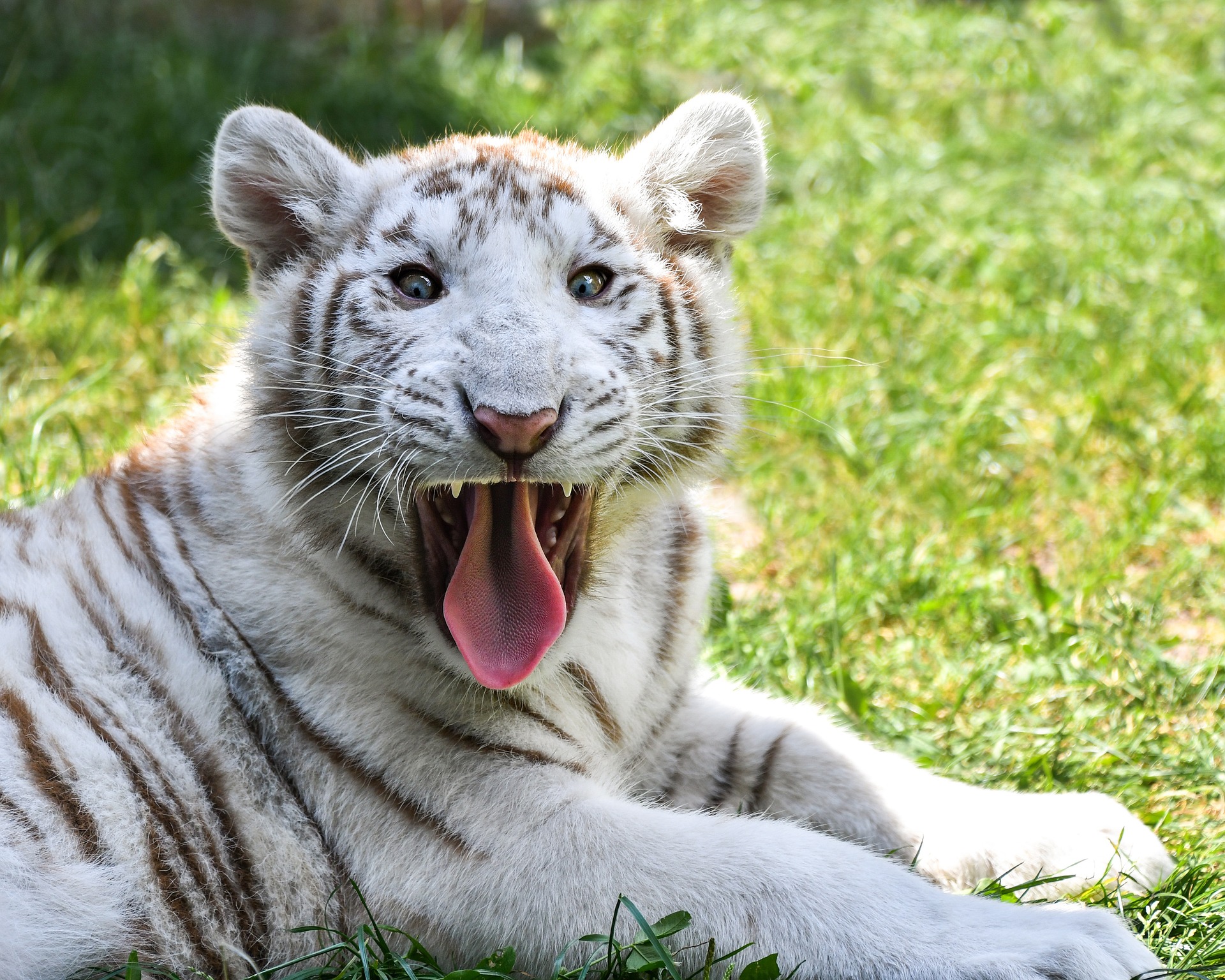 tigre