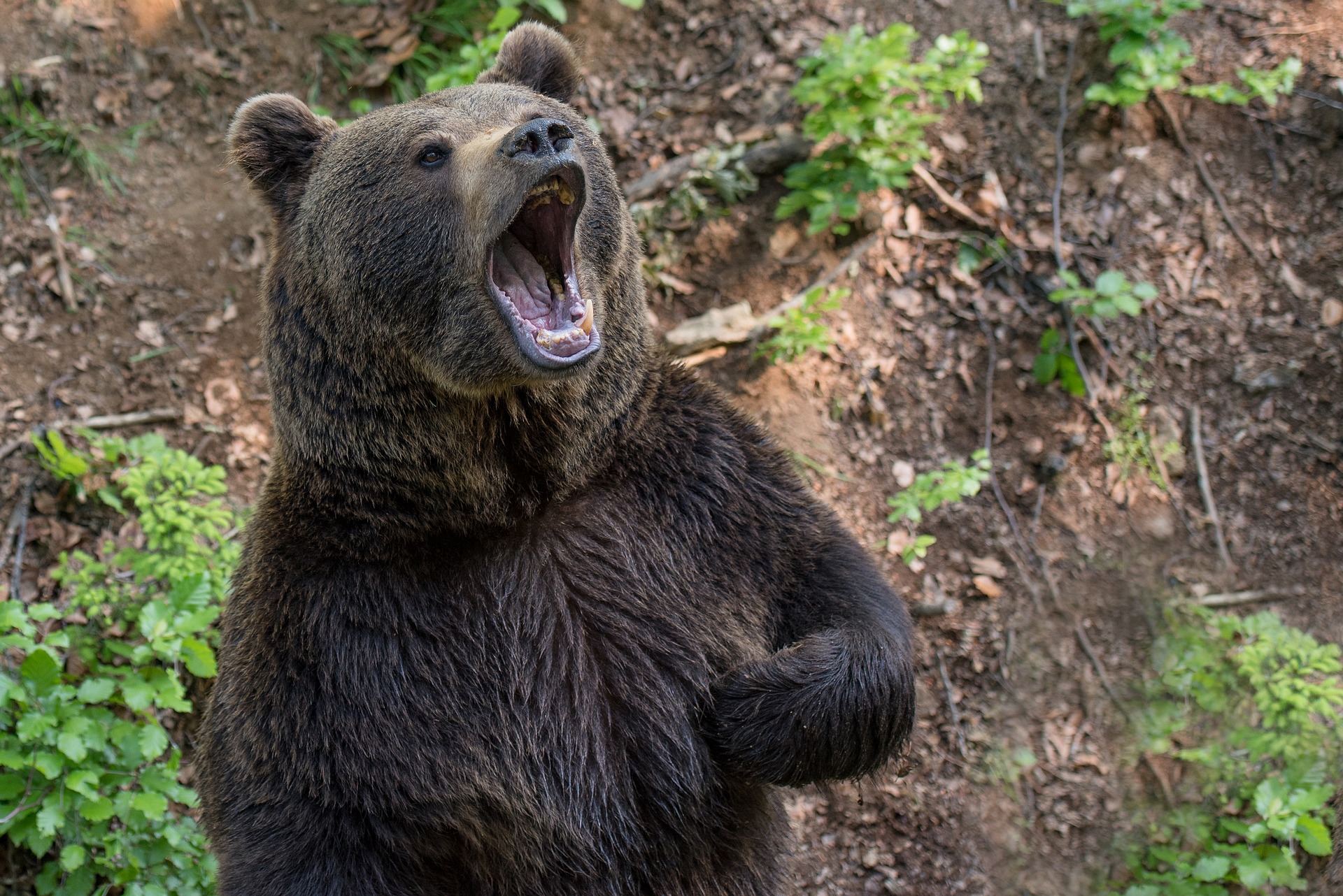 orso