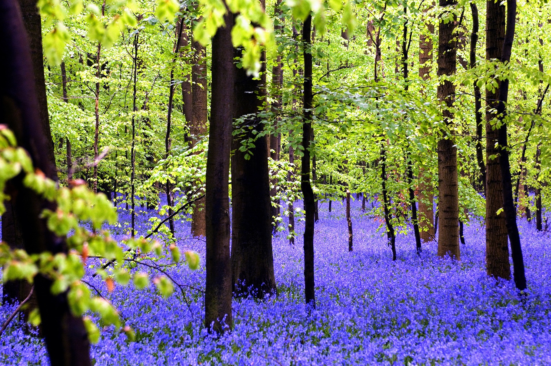 hallerbos