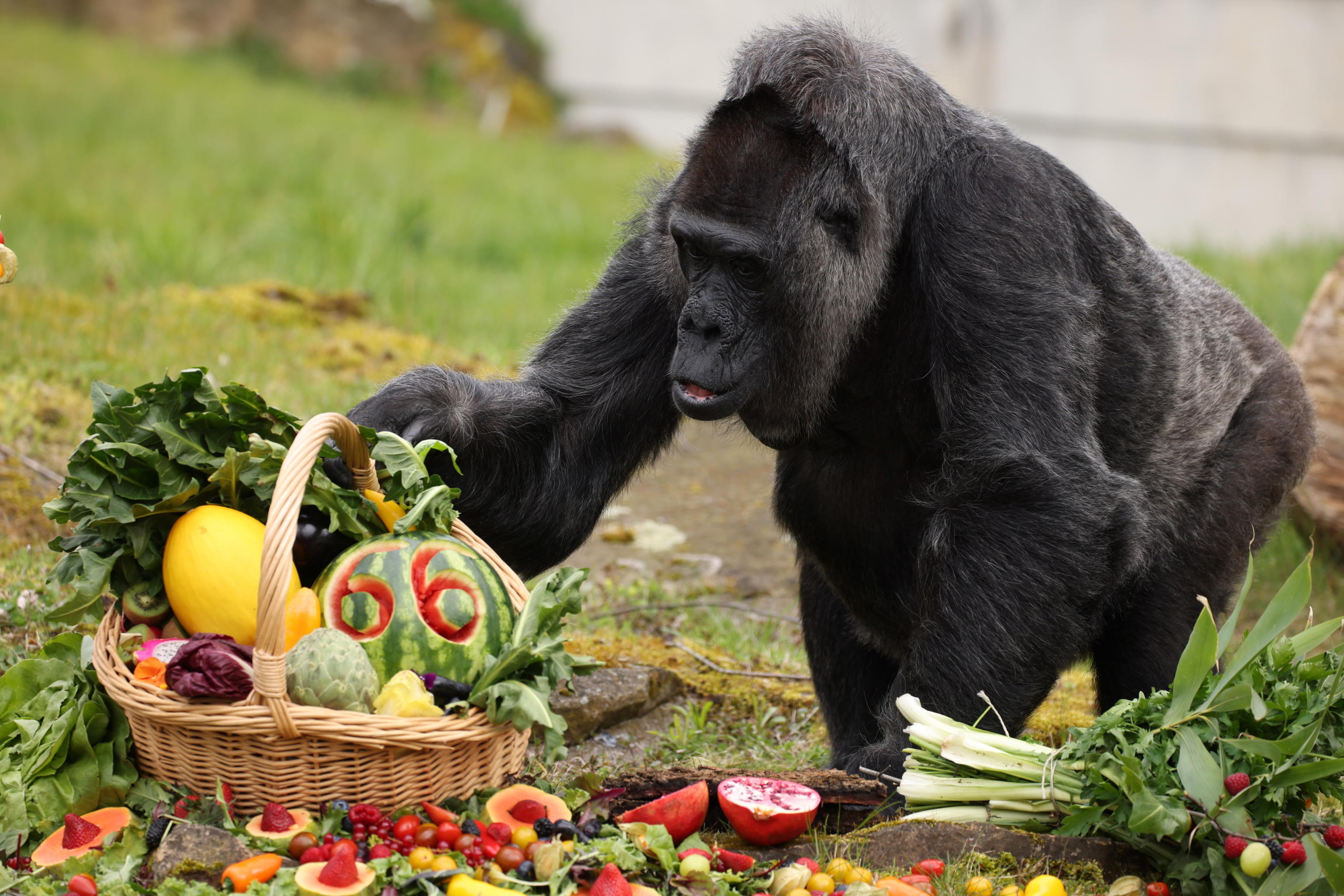 gorilla fatou