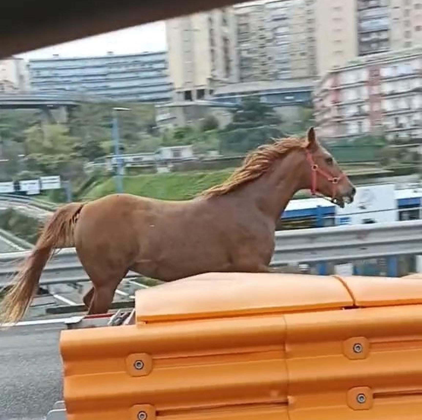 cavallo napoli