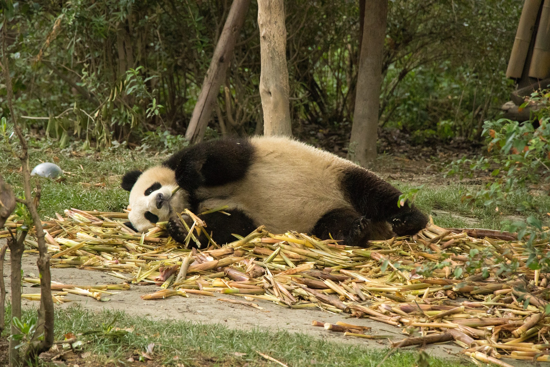 panda