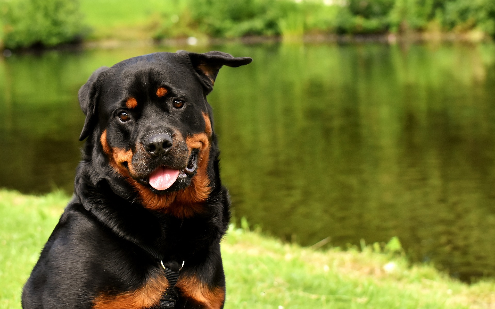 cane