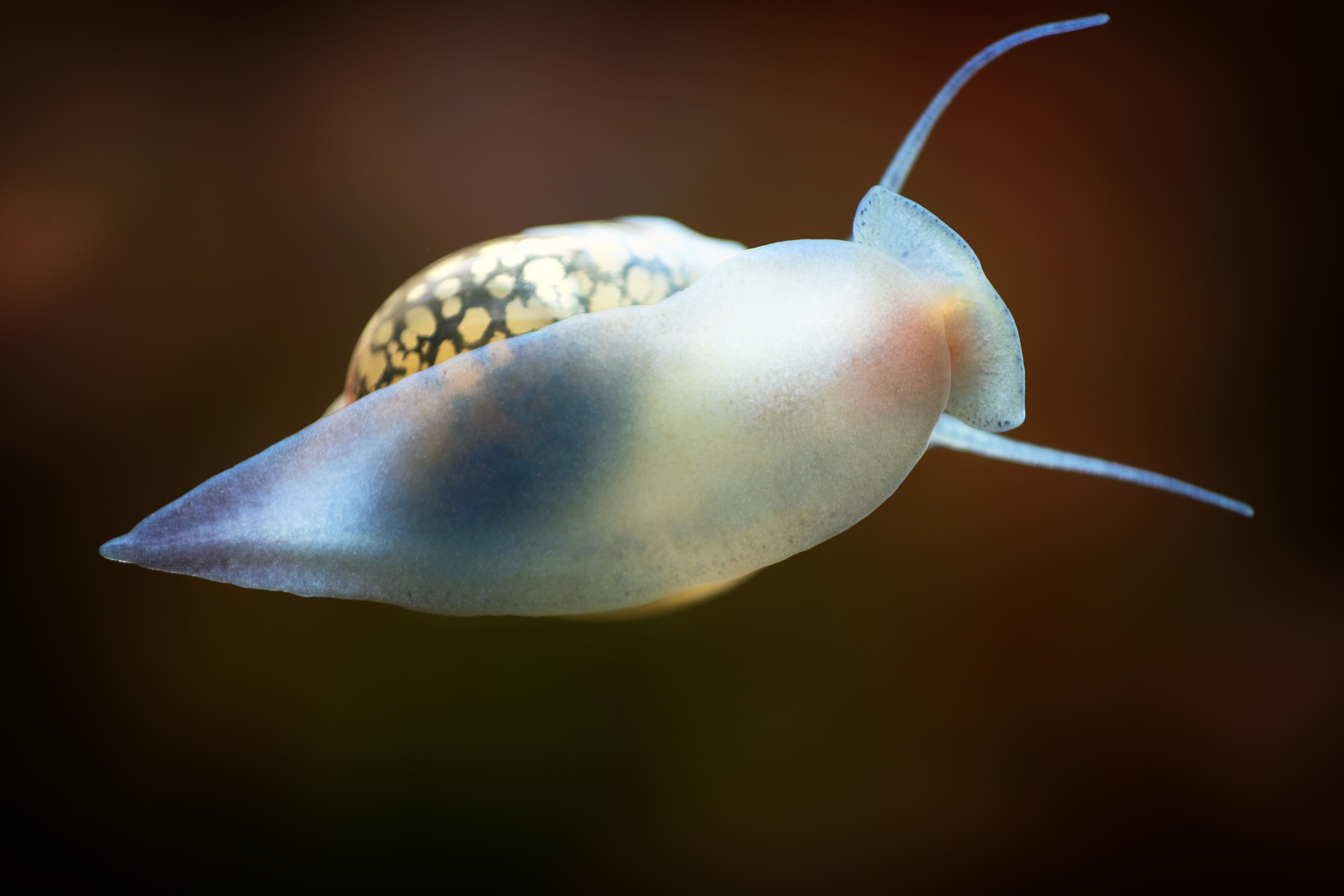 pesce lumaca