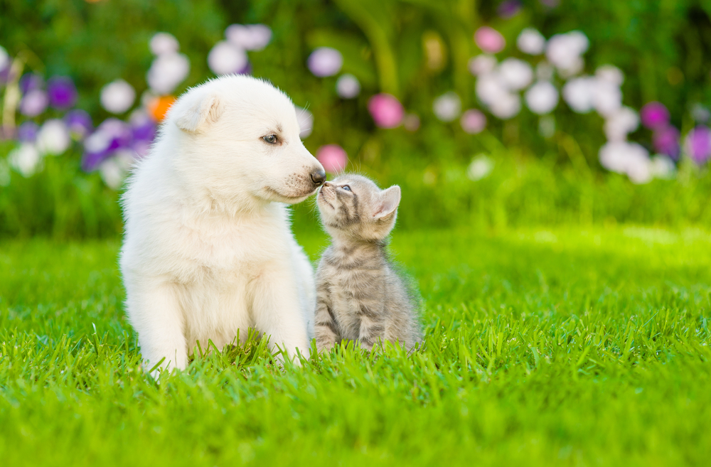 BACIO CANE GATTO