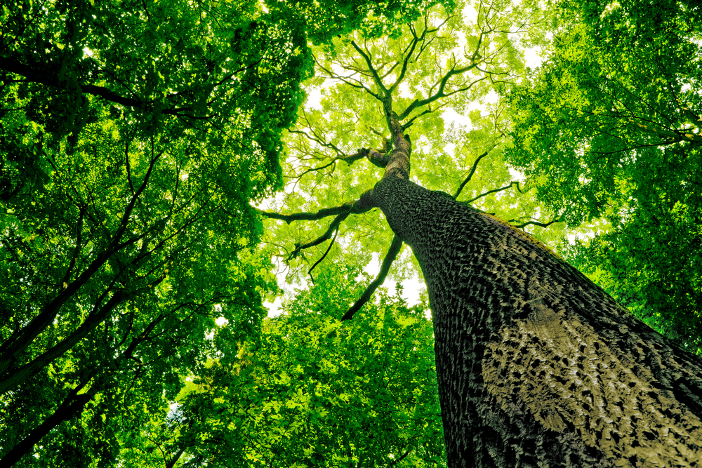 ALBERO