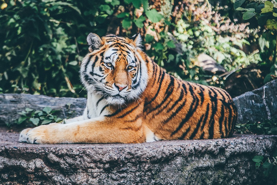 TIGRE