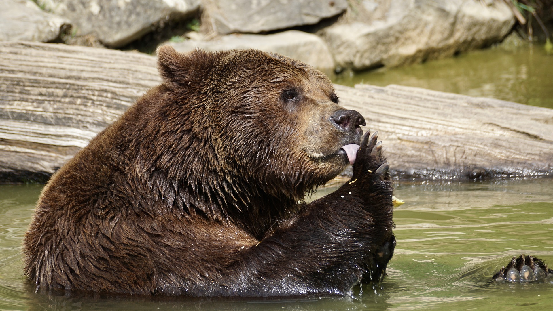 orso