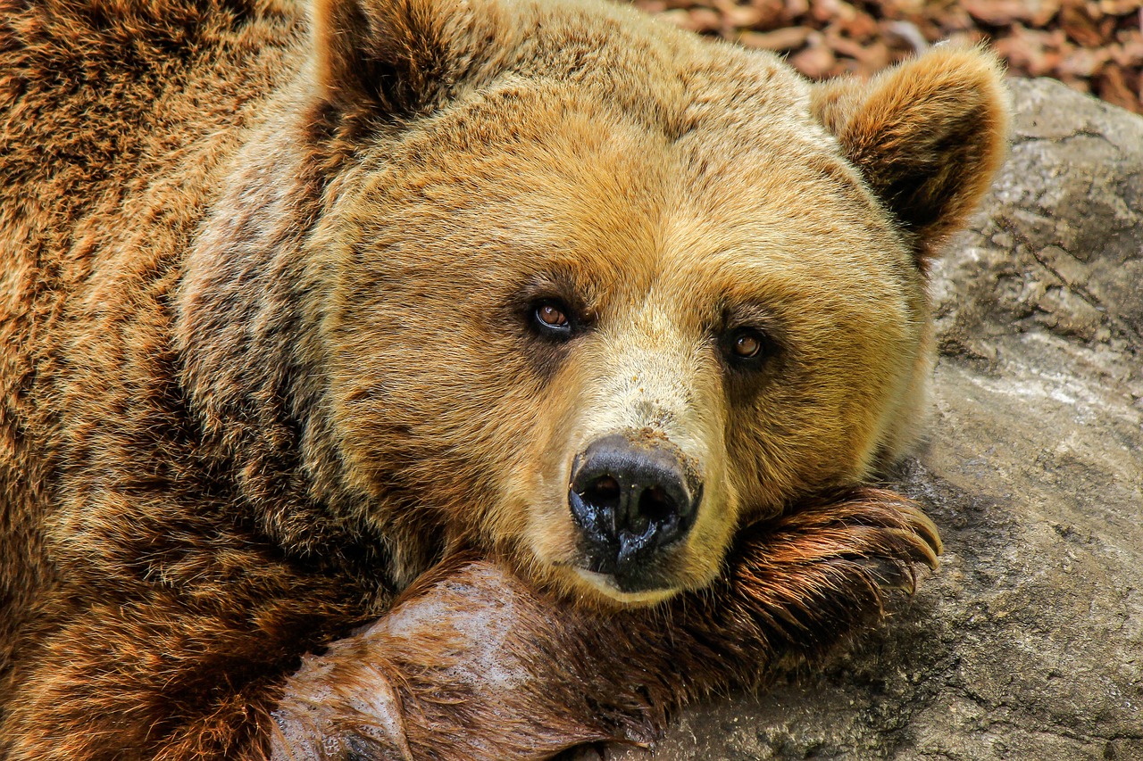ORSO