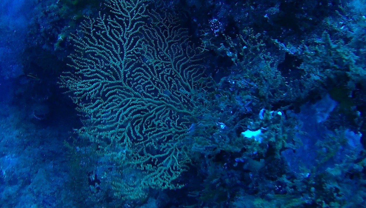 coralli
