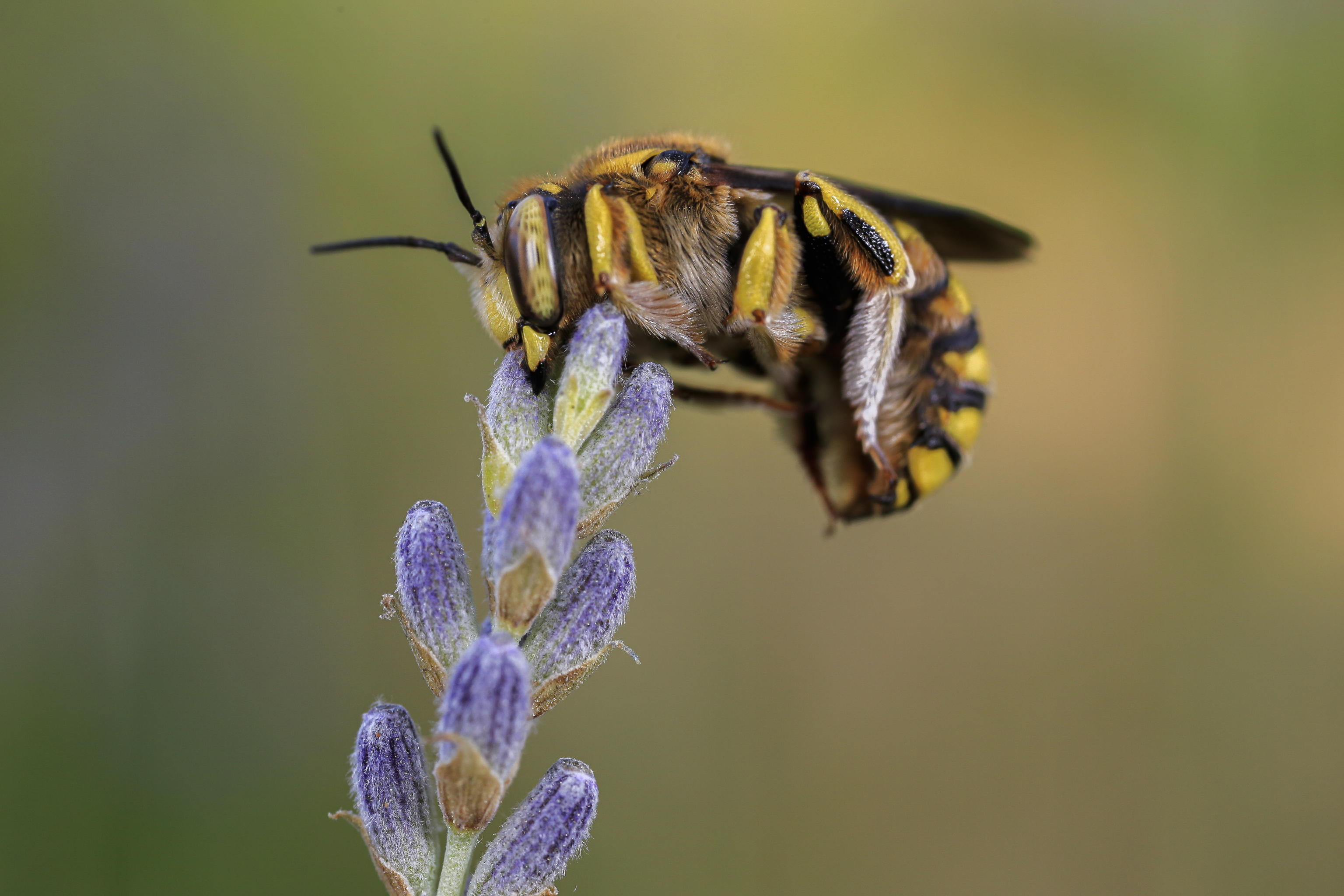 biodiversità