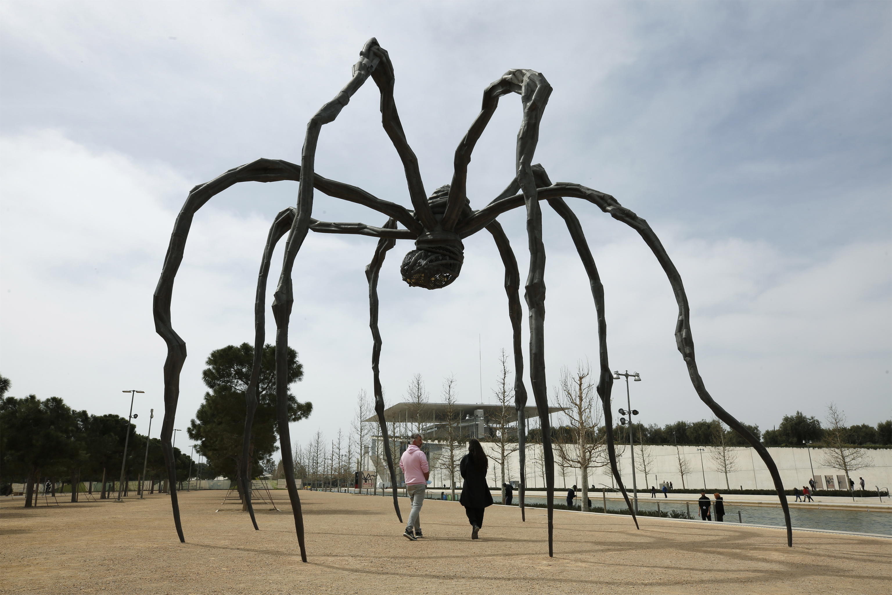 ragno gigante