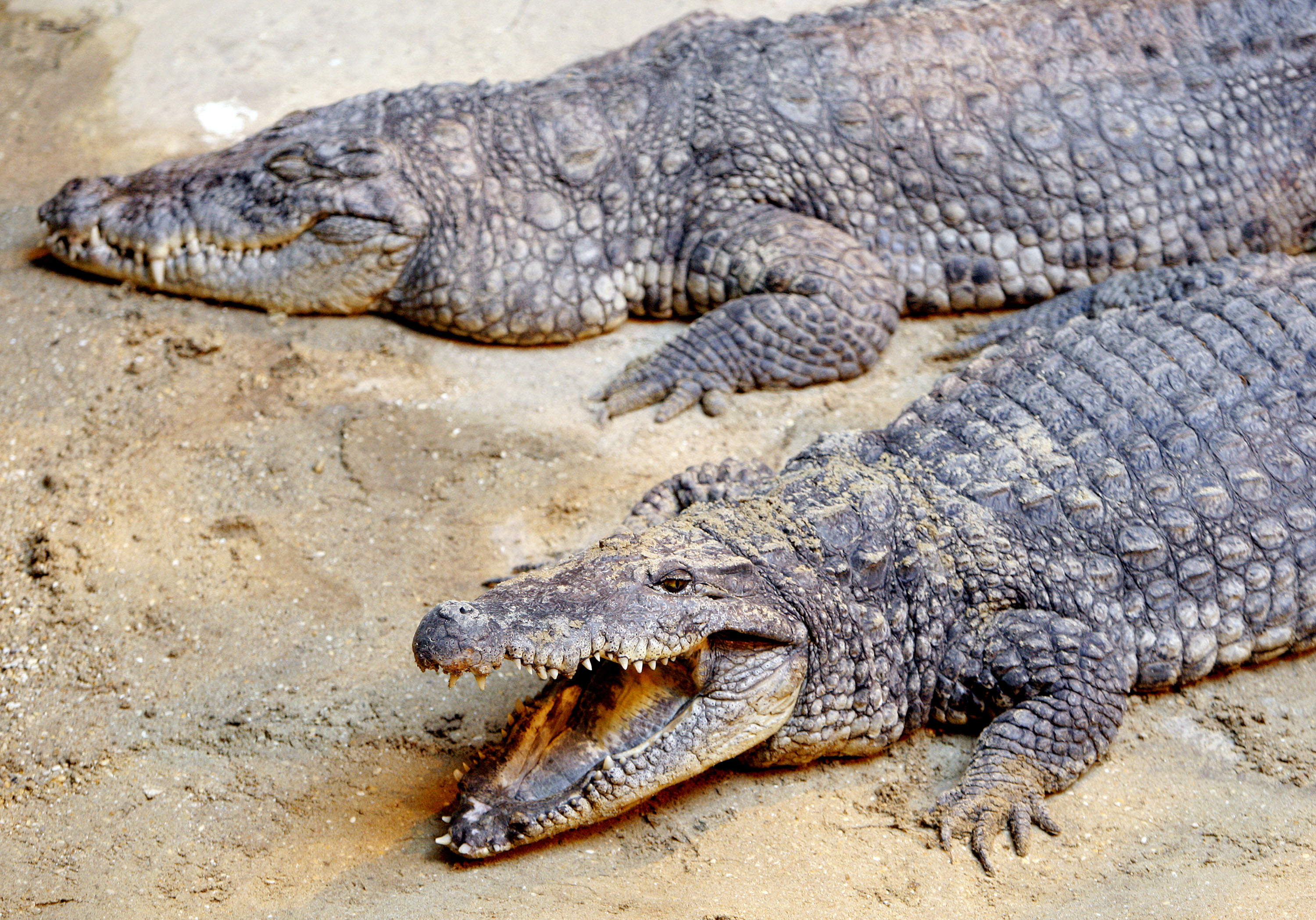 coccodrilli
