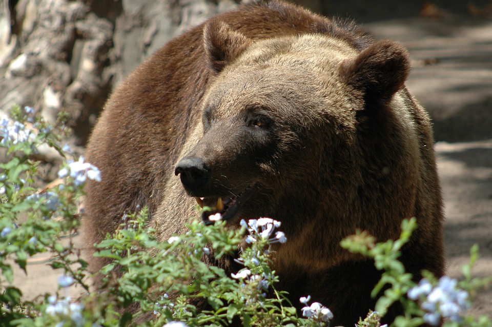 ORSO