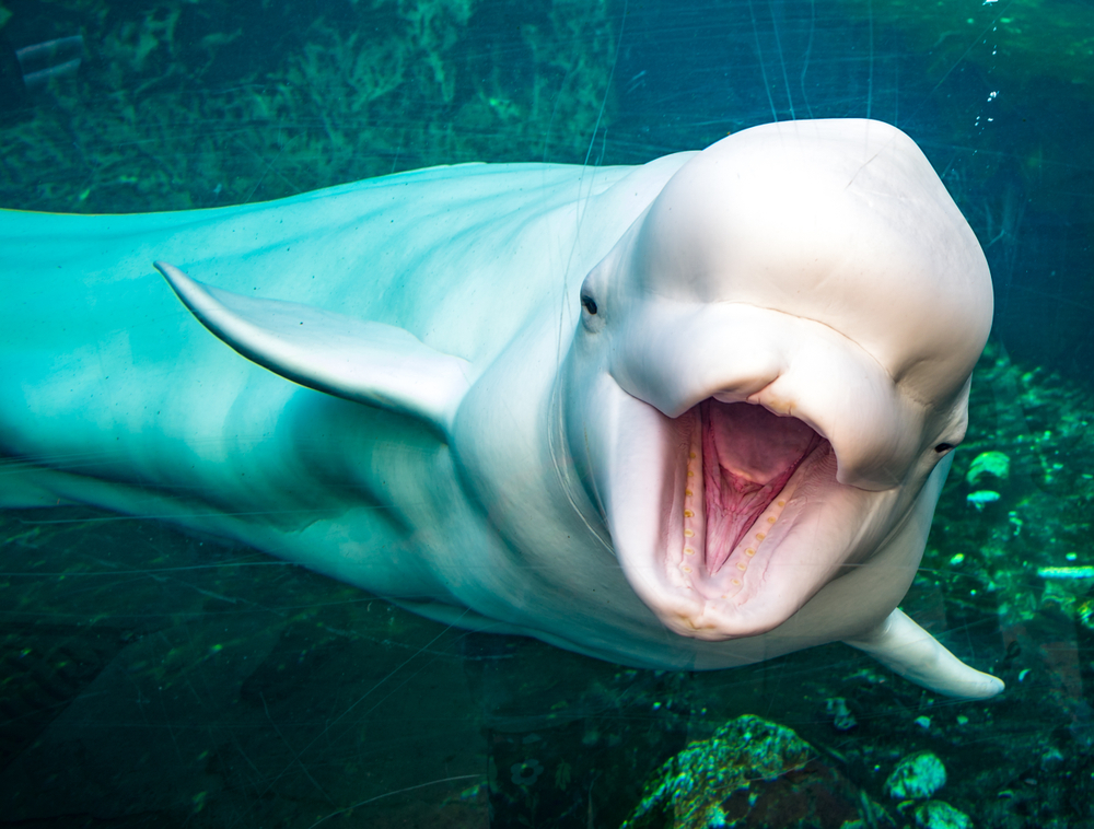 beluga