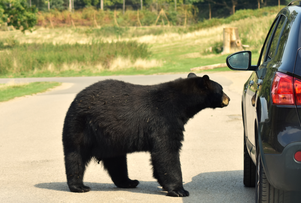ORSO STRADA SUV