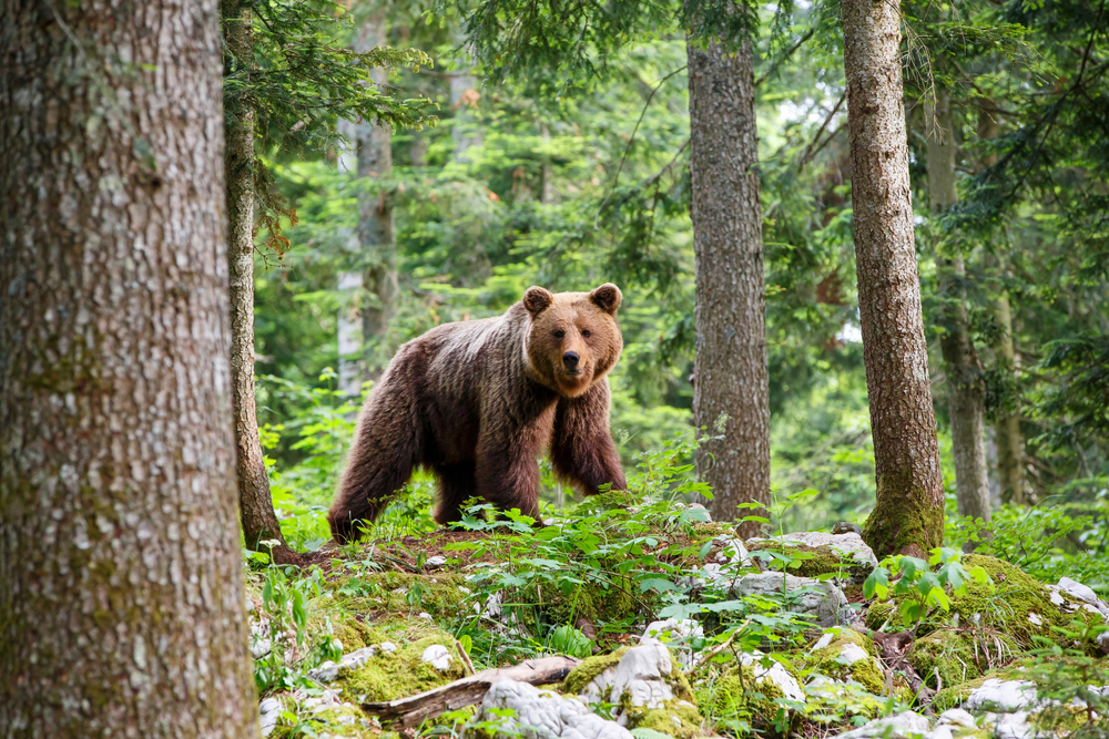 ORSO