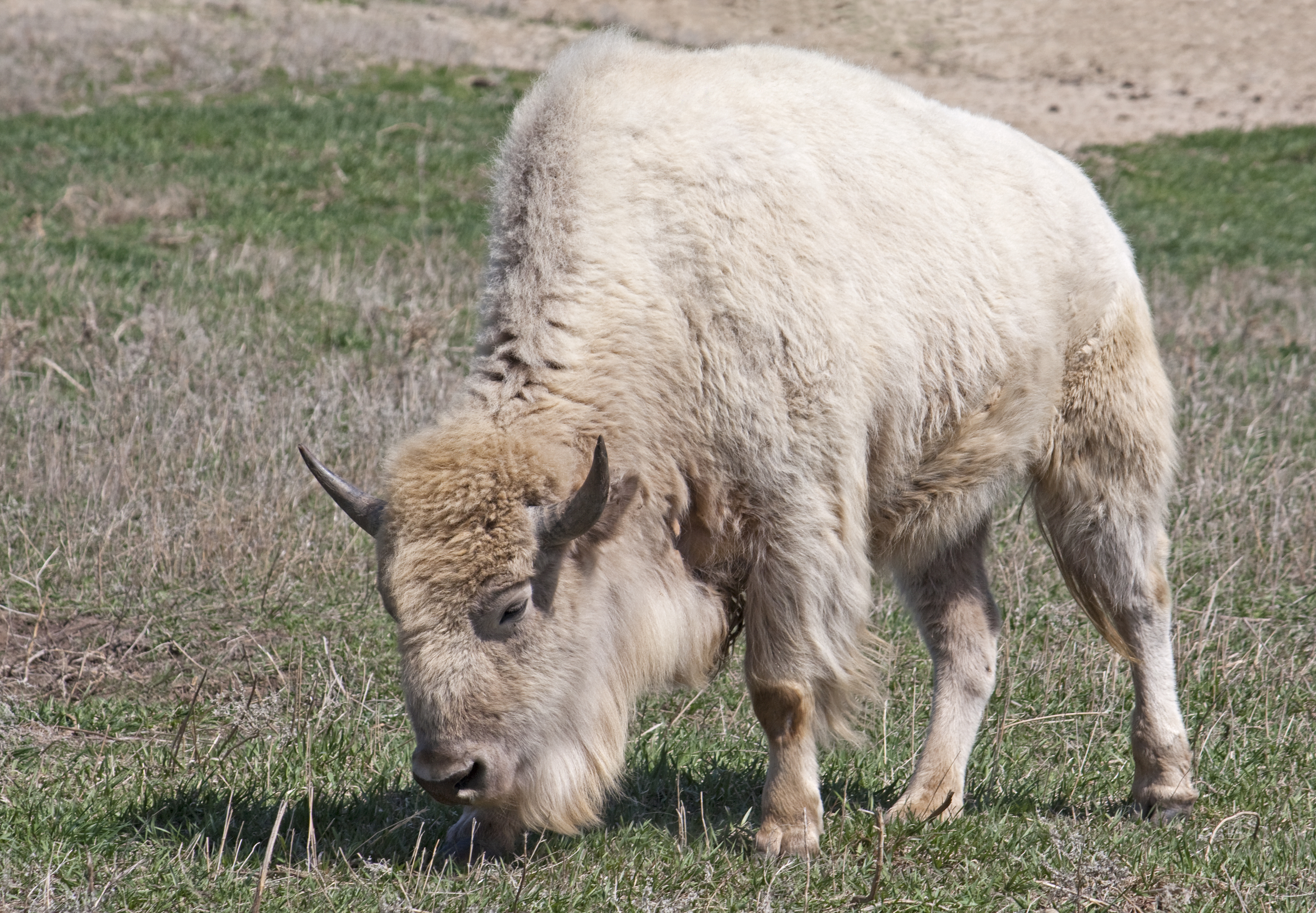 bisonte