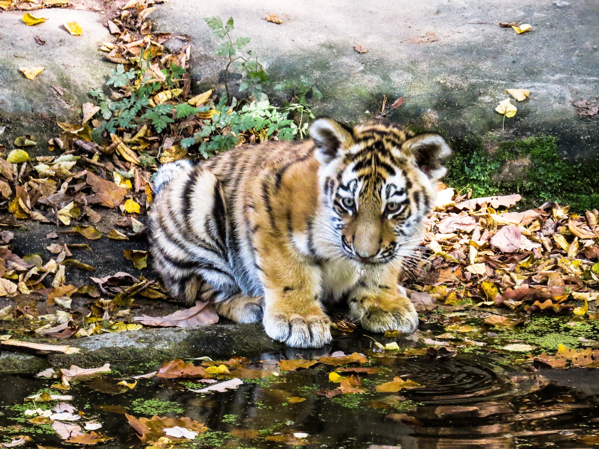 tigre
