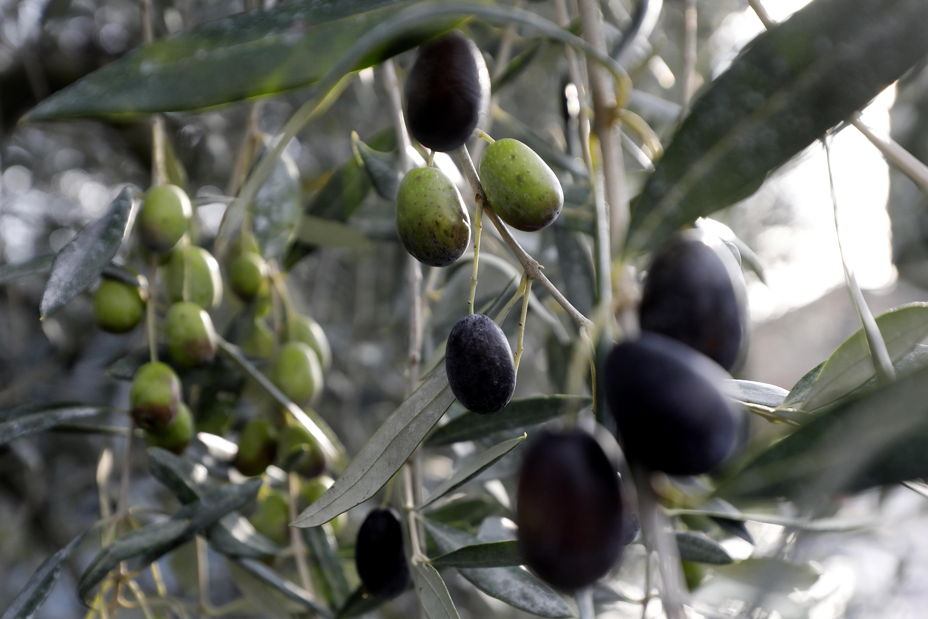 olive