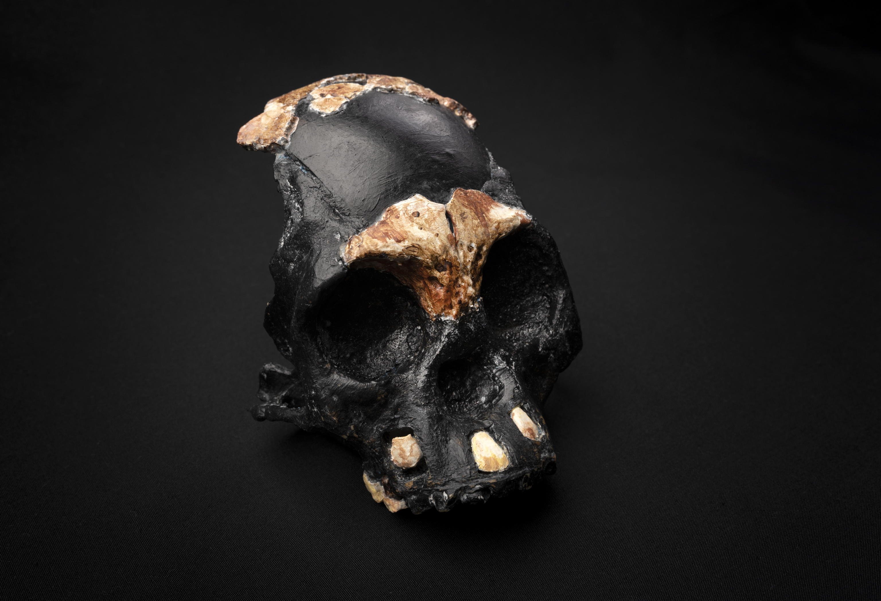 homo naledi