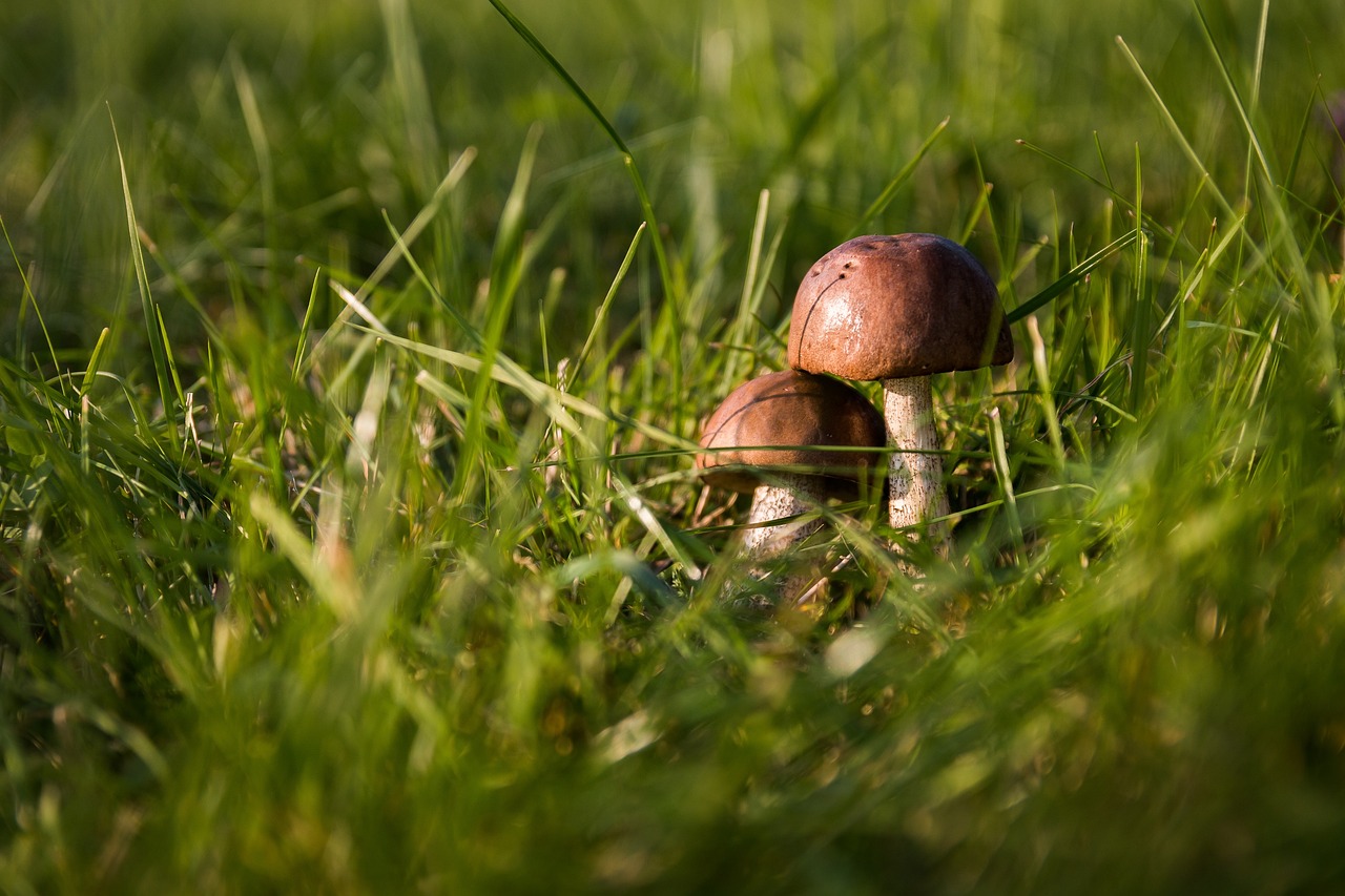 funghi