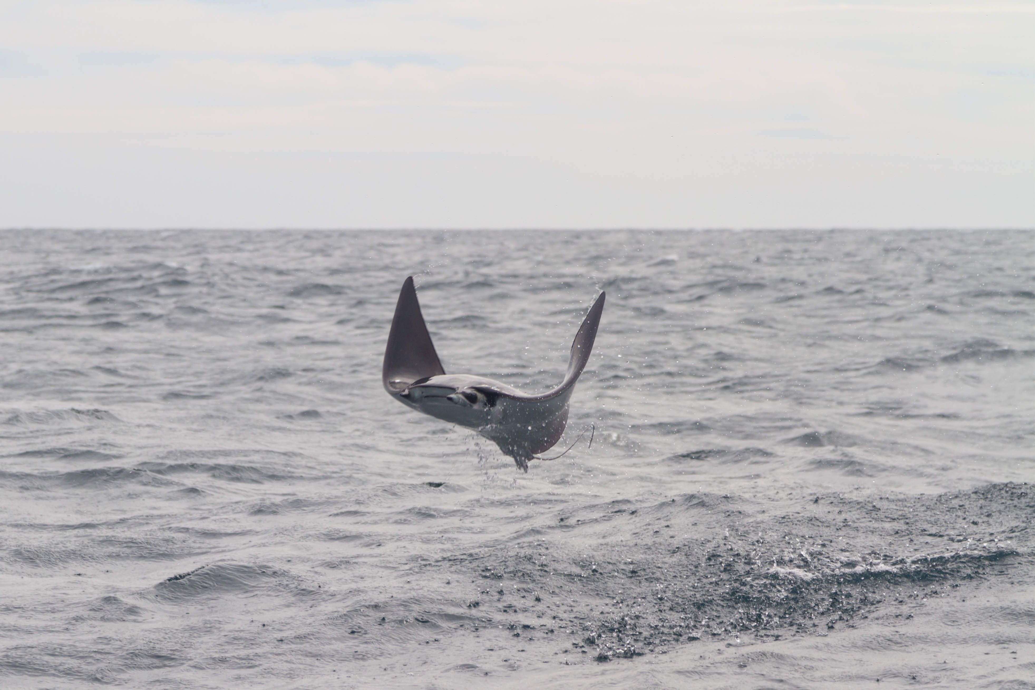manta