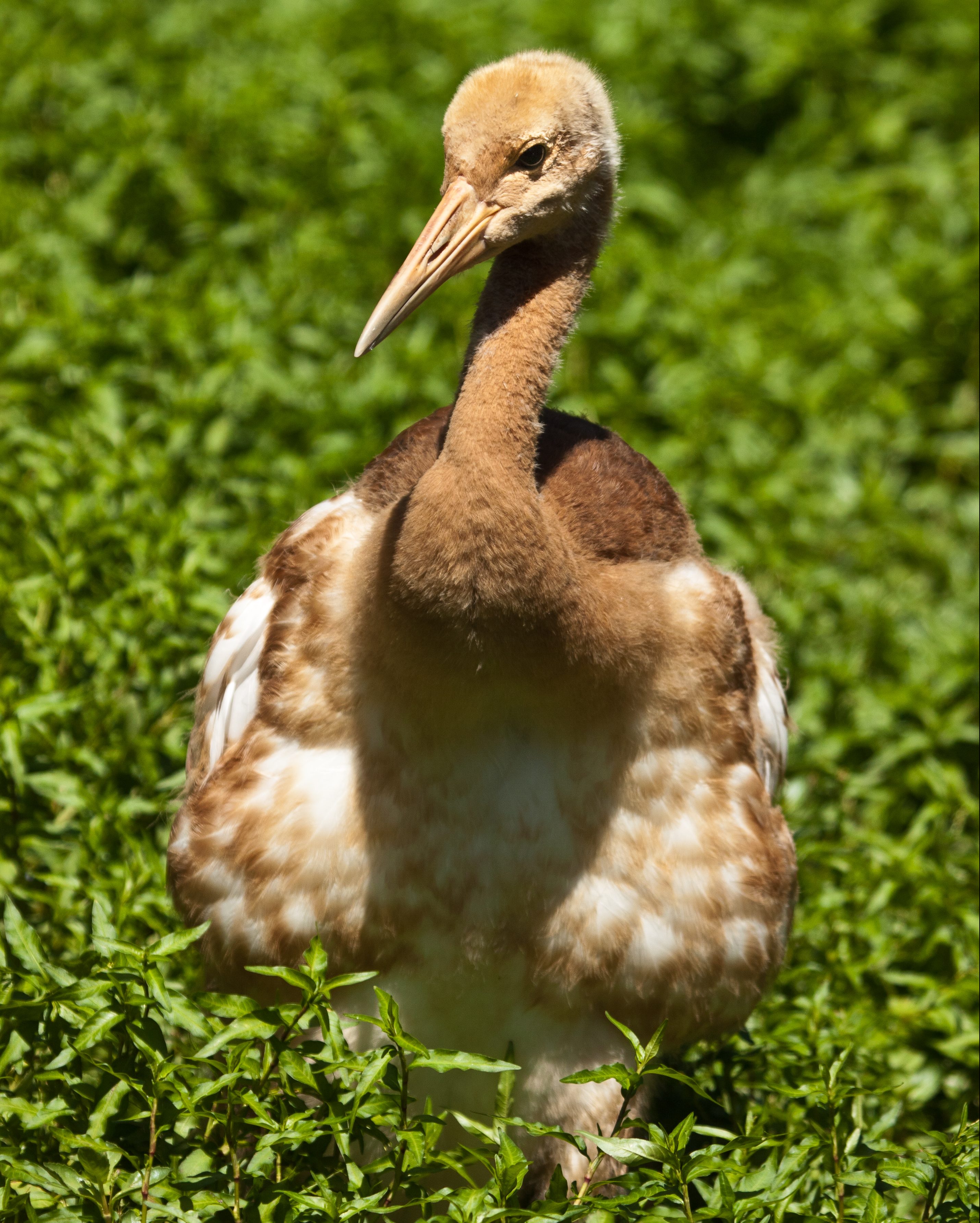 pulcino gru