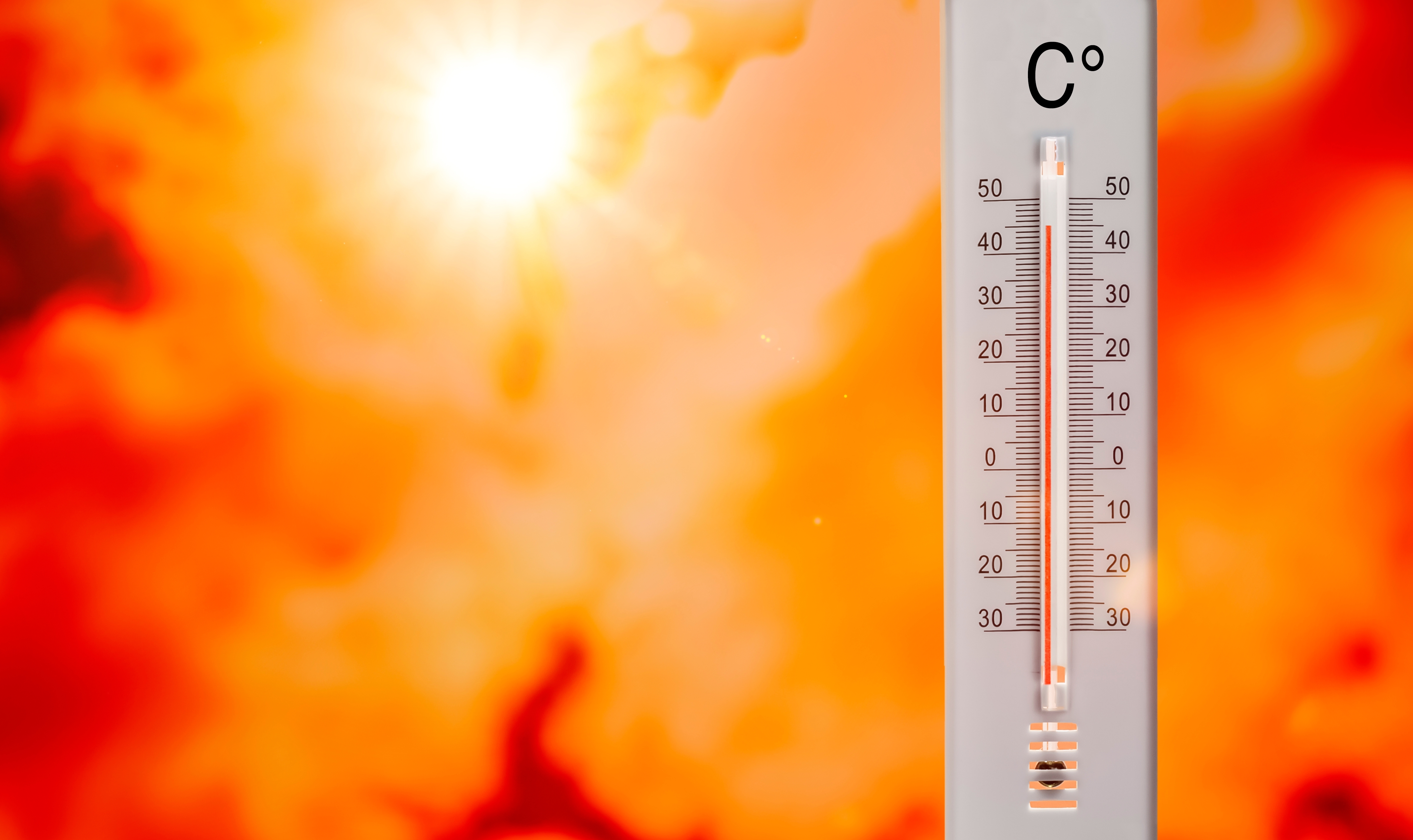 caldo