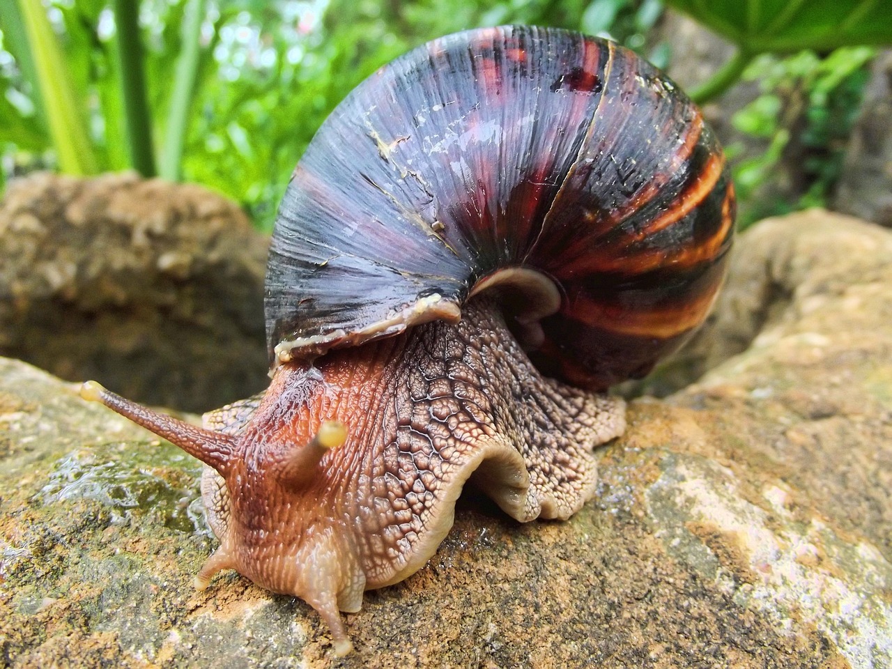 lumache giganti