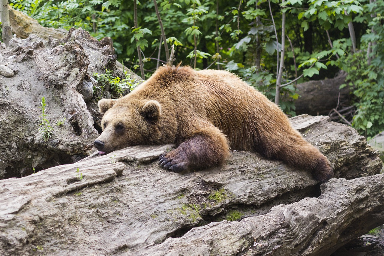 orso