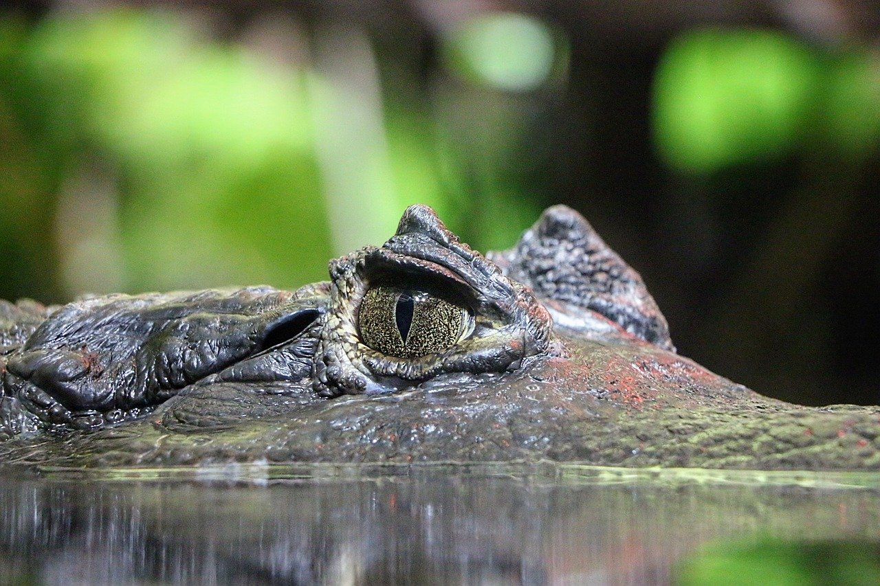 coccodrillo