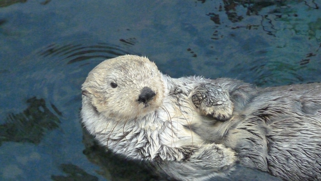 lontra
