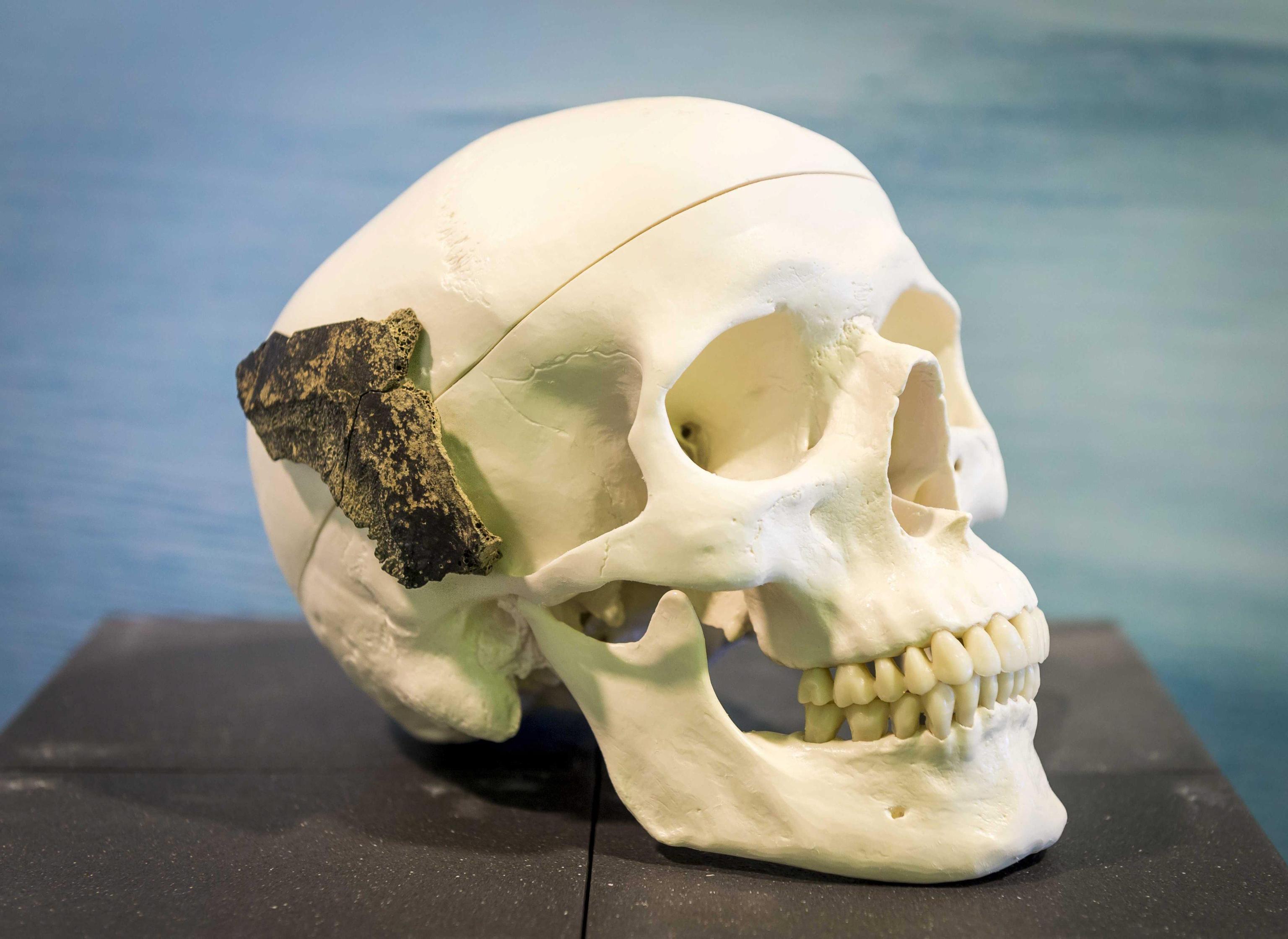 homo sapiens