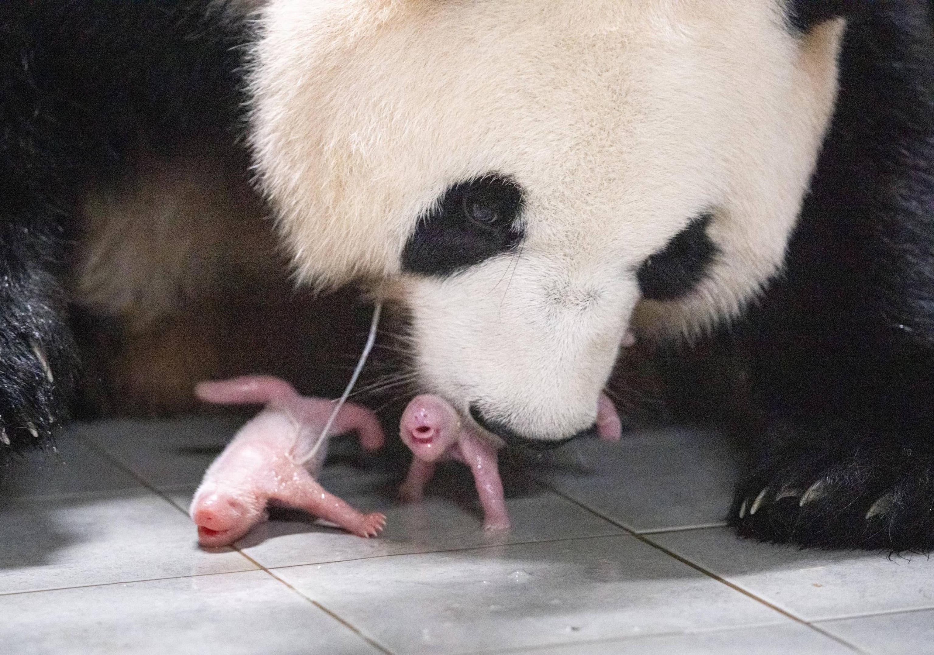 panda
